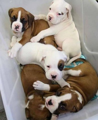 Wunderschöne Boxer Welpen