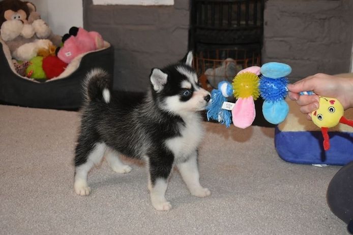 Pomsky Welpen suchen ein neues Zuhause :)