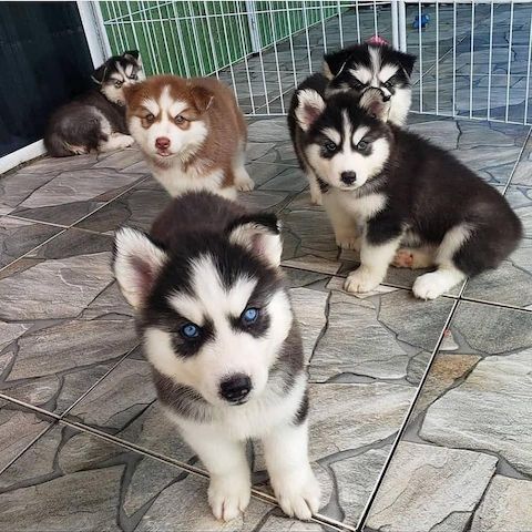Wünderschöne Siberian Husky Welpen