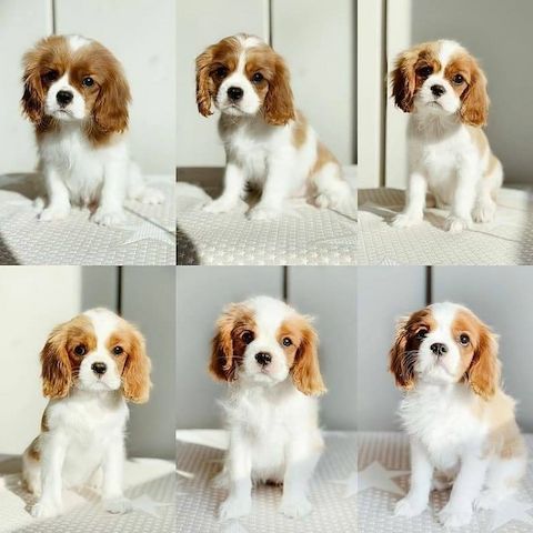 Cavalier King Charles Spaniel welpen suchen neues Zuhause