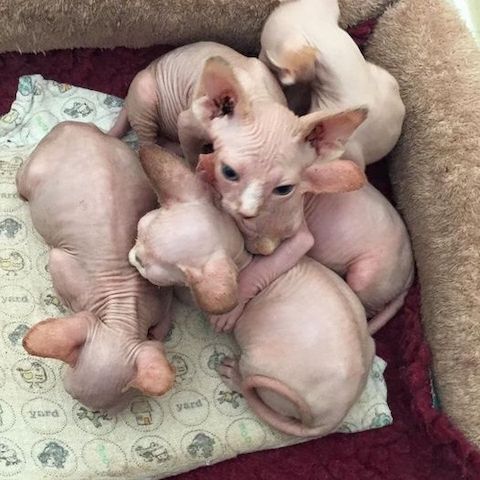 Süße Sphynxkatze-WHATSAPP...+4915510348975