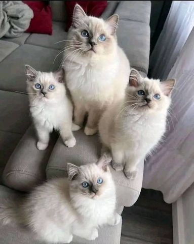 Süße Ragdoll Kitten-WHATSAPP...+4915510348975