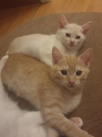 Babykatzen