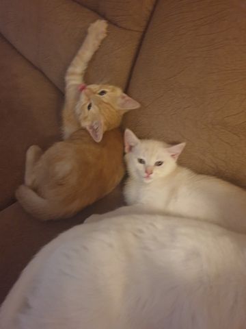 Babykatzen