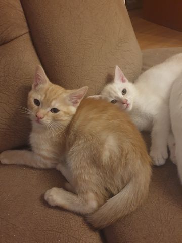 Babykatzen
