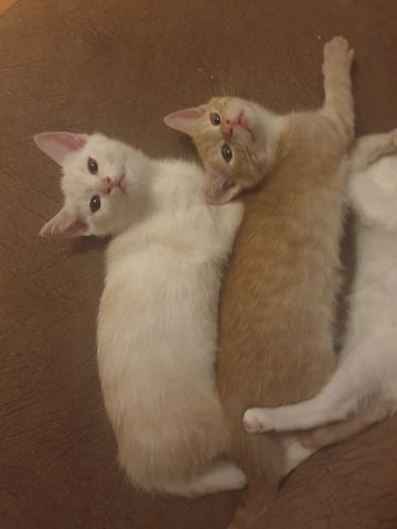 Babykatzen