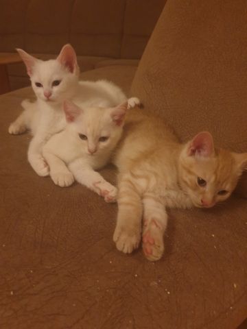 Babykatzen
