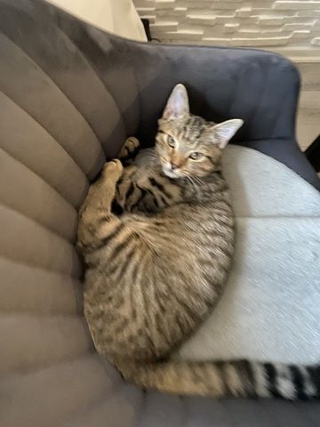 Bkh mischling sucht neues Zuhause