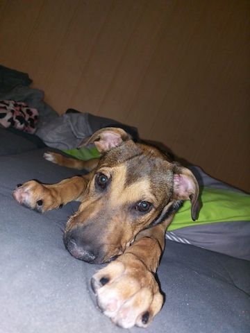 Hund zu verkaufen