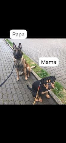 Hund zu verkaufen