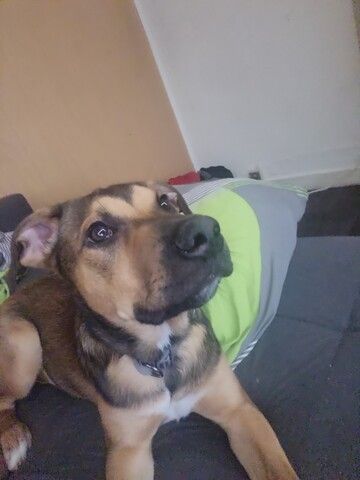 Hund zu verkaufen