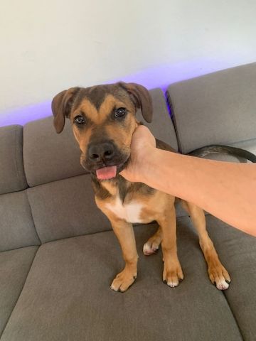 Hund zu verkaufen