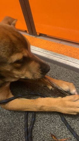 Hund zu verkaufen