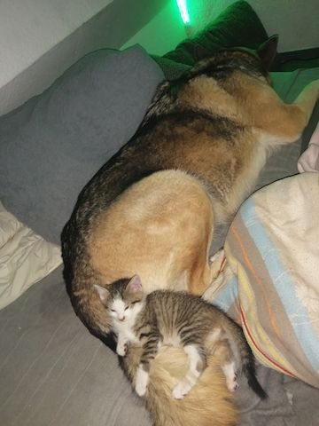 Katzen Babys