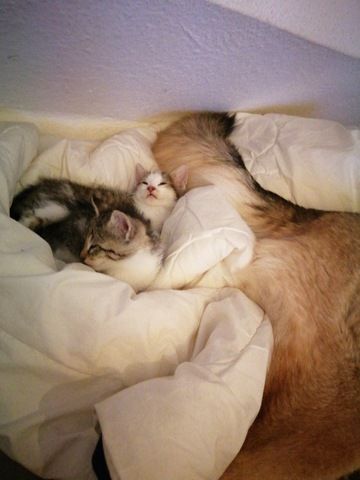 Katzen Babys
