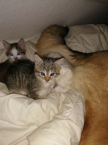 Katzen Babys
