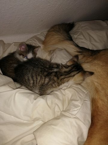 Katzen Babys