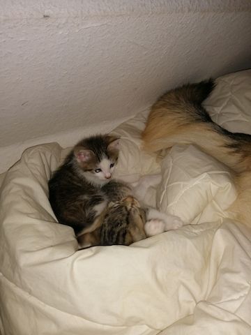 Katzen Babys