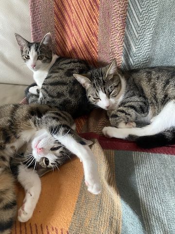 Katzenkinder suchen neues Zuhause