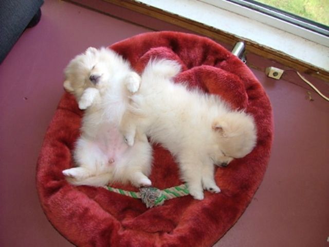 Pomeranian-Welpen zu verkaufen