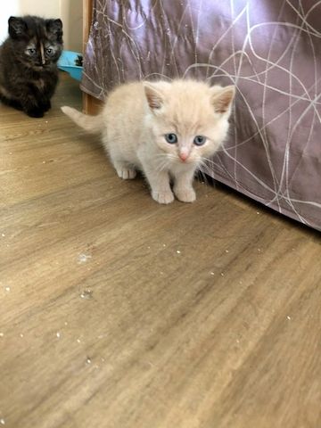 Süße Kitten
