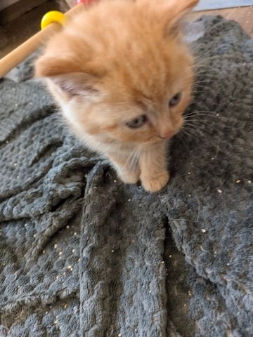 Süße Kitten