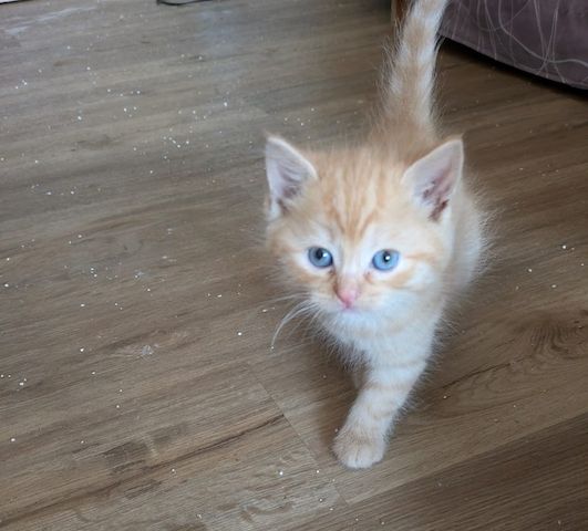 Süße Kitten