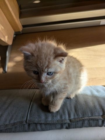 Süße Kitten
