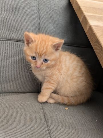 Süße Kitten