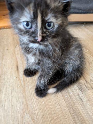Süße Kitten