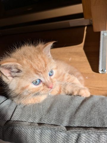 Süße Kitten