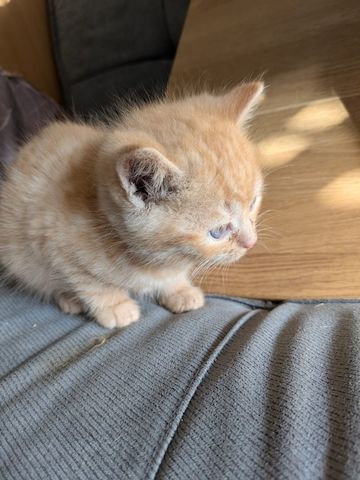 Süße Kitten