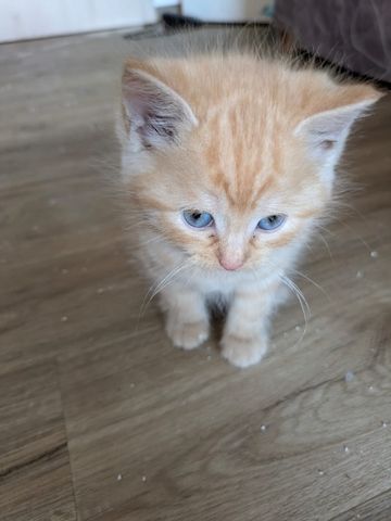 Süße Kitten