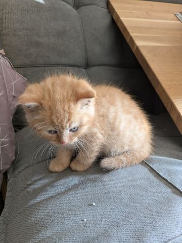 Süße Kitten