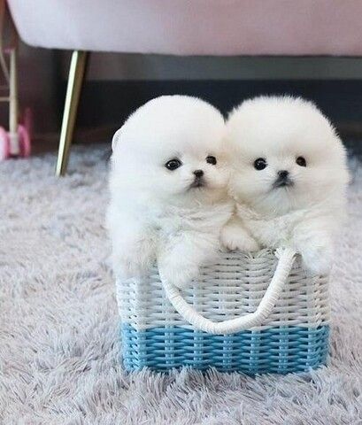 pomeranian mini Zwergspitz welpen