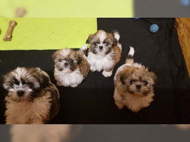 Shih Tzu Welpen