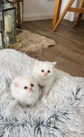 Drei verspielte British Longhair Kitten abzugen