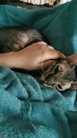 Don Sphynx