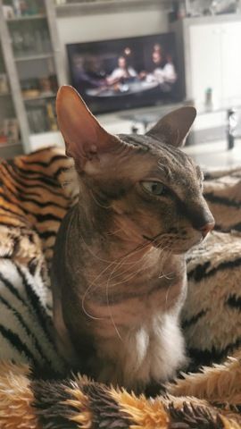 Don Sphynx