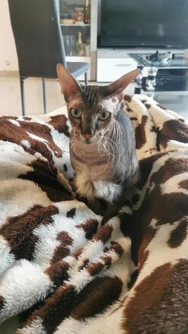 Don Sphynx