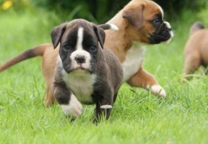 Qualität Boxer Welpen mit VDH/ BK Papieren