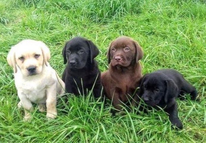 Exclusive Labrador Welpen mit Papieren