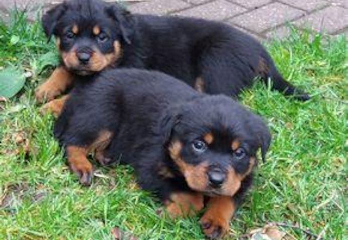 Typvolle Rottweiler Welpen( Hündin) mit Papieren