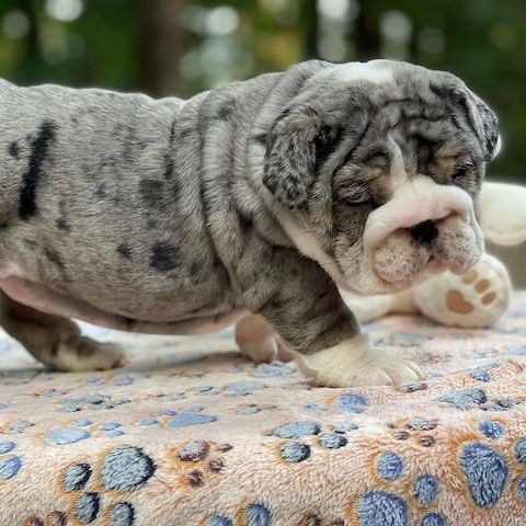 Englische Bulldoggenwelpen