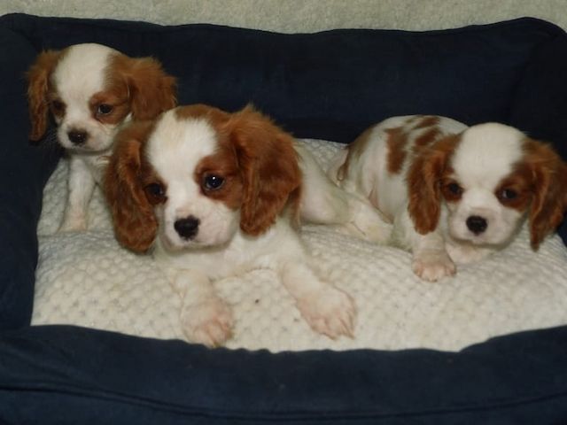 Cavalier King Charles Spaniel Welpen