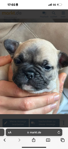 Französische Bulldoggen Welpen