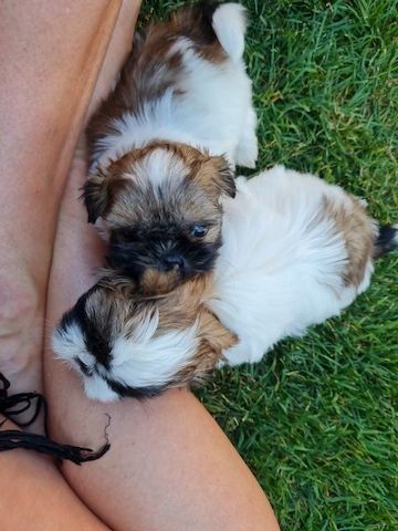süße Shih-Tzu Welpen abzugeben
