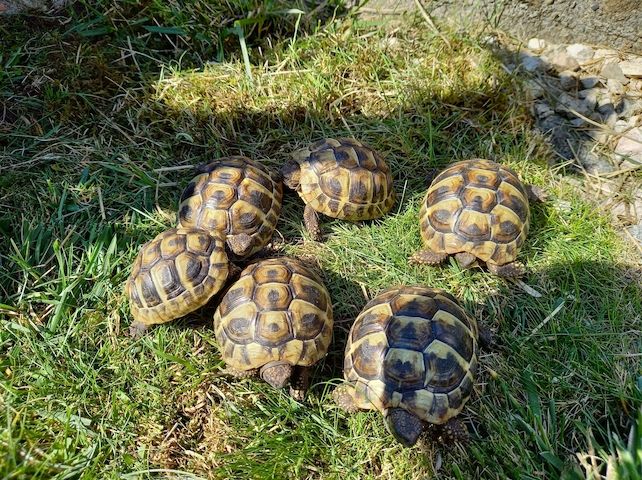 Griechische Landschildkröte Nachzucht 2023