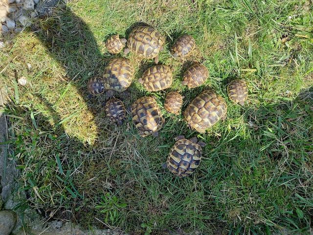 Griechische Landschildkröte Nachzucht 2024
