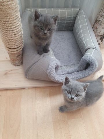 Erhältlich Britisch Kurzhaar (BKH) Katzenkinder